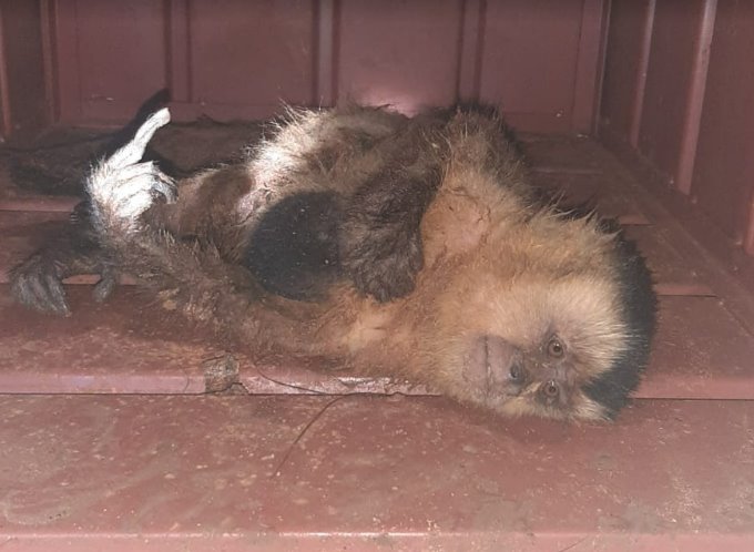 Polícia Militar Ambiental de Campo Grande resgata macaco-prego fêmea debilitada com o filhote no dorso