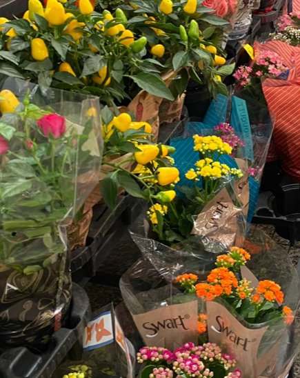 Dia dos Finados: preços das flores apresentam variação de até 500%