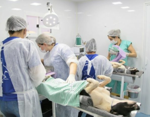 Com mais de 1,1 mil procedimentos já realizados, Castramóvel chega a região da Vila Fernanda