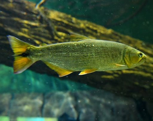 Reprodução de peixes no Bioparque Pantanal poderá repovoar rios no futuro