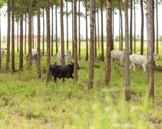 Linhas de crédito do Plano Safra auxiliam no fomento da sustentabilidade agrícola brasileira
