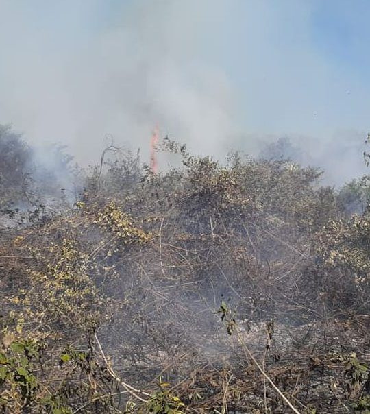 Incêndios no Pantanal motivam estado de emergência em 14 cidades de MS