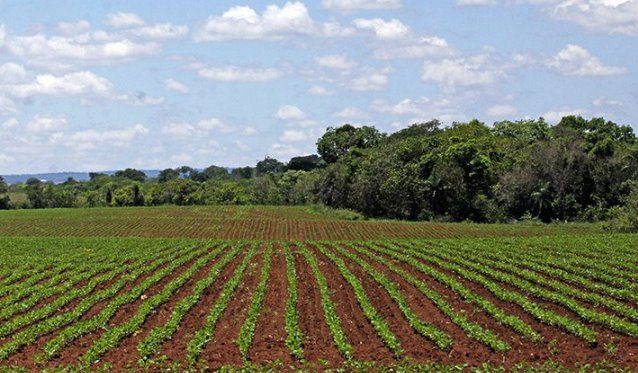 Plantio da soja em Mato Grosso do Sul segue proibido até 15 de setembro