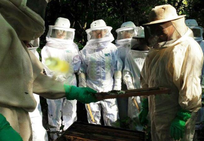 Com mercado de apicultura aquecido, Senar/MS oferece curso de produção de própolis