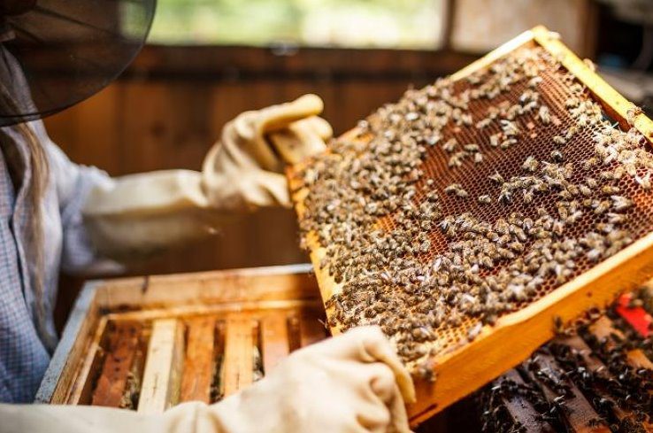 Número de apicultores atendidos pelo Senar/MS cresce 52% e ajuda a impulsionar cadeia em MS