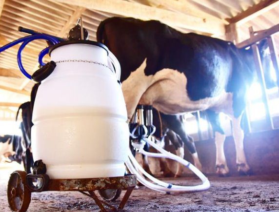 Capacitação em IATF ajuda suprir demanda e melhora precisão na produção de leite