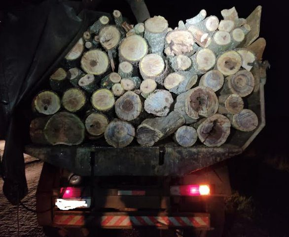 Polícia Militar Ambiental de Campo Grande apreende caminhão com madeira ilegal