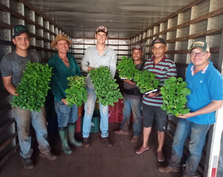 Agraer custeia transporte de cinco mil mudas para fortalecer a horticultura em Jaraguari