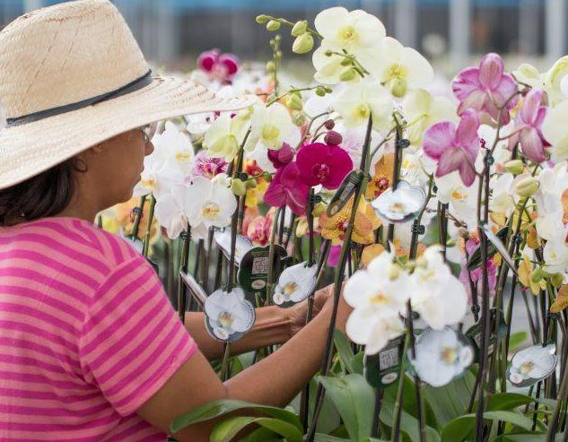 Mercado de Flores no Brasil atingiu R$10,9 bilhões em 2021
