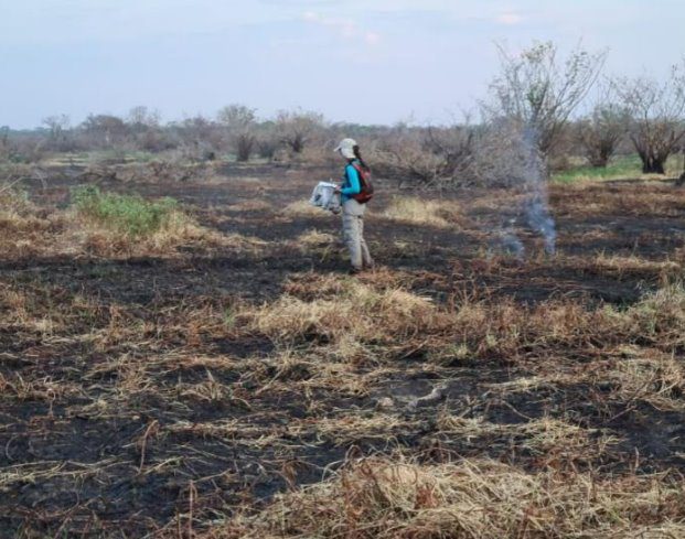 Oficina aborda restauração de pastagens no Pantanal