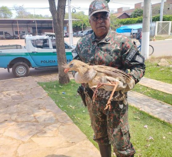 Polícia Militar Ambiental de Bonito captura seriema com perna quebrada em rua de bairro próximo ao centro da cidade