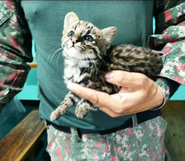 Polícia Militar Ambiental de Dourados recolhe filhote de gato-maracajá que está na lista de espécie em extinção