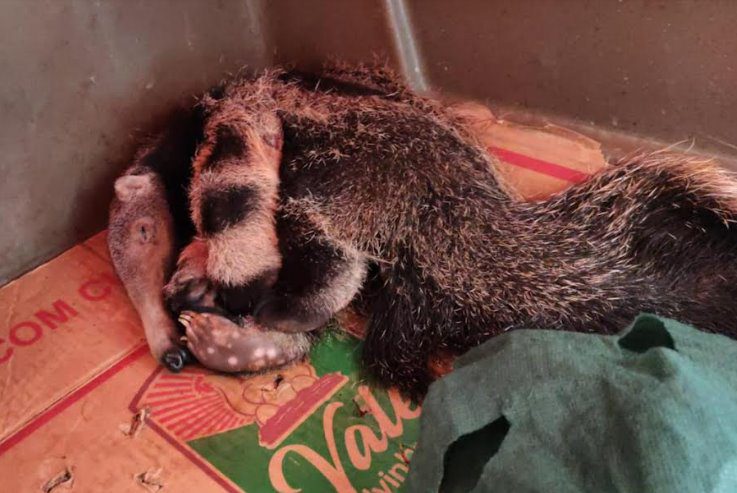 PMA de Dourados resgata filhote de tamanduá-bandeira cuja mãe fora morta por atropelamento