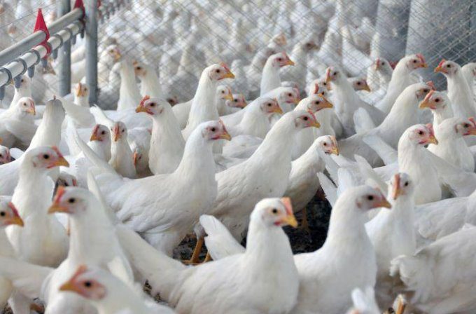 Avicultura de Corte cresce 46,32% em Mato Grosso do Sul