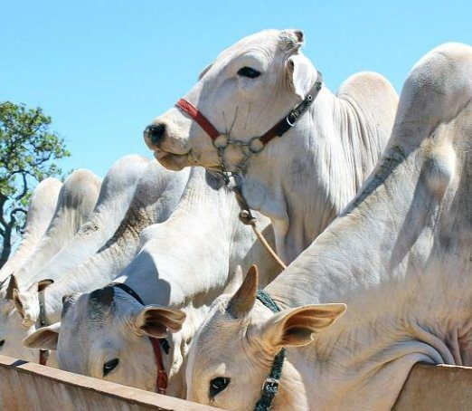 Circuito Pecuário e V Fórum Pnefa marcam agenda da bovinocultura de corte em outubro