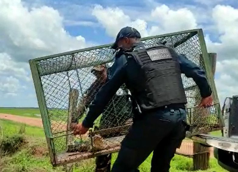 Polícia Militar Ambiental de Miranda captura jacaré em feira pública