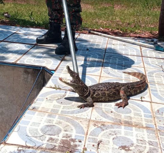 Polícia Militar Ambiental de Aquidauana captura jacaré em piscina desativada