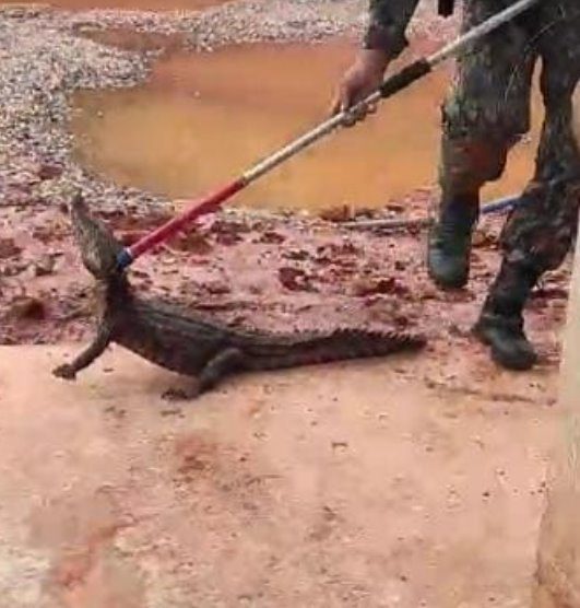 Polícia Militar Ambiental de Corumbá captura jacaré em pátio de mineradora e o devolve ao habitat