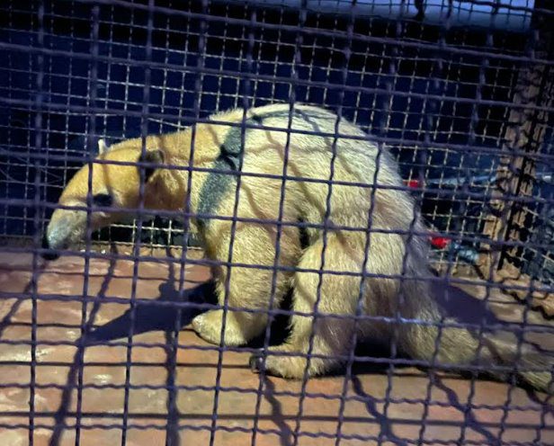 PMA de Batayporã captura tamanduá acuado por cachorros