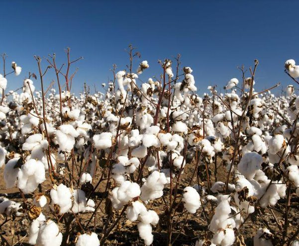 Especialista alerta para o risco de incidência  de pragas no algodão