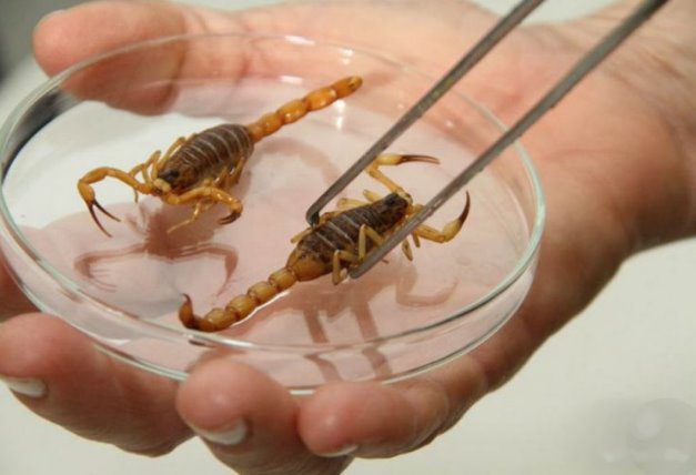 Dourados: CCZ alerta sobres riscos de acidentes com escorpiões e dá dicas de prevenção