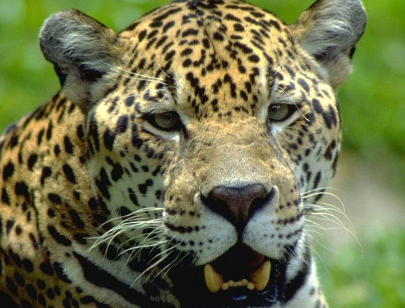 Reserva no Paraná tem 12 espécies de animais ameaçadas de extinção