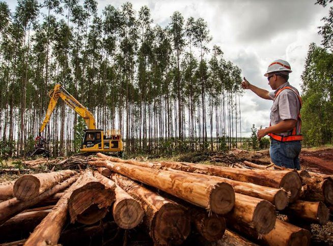 Suzano abre vagas para Técnico de Manutenção Florestal e de Silvicultura em Ribas do Rio Pardo