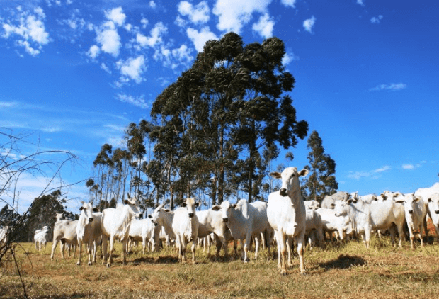 Campo Grande tem o 3º maior rebanho bovino entre as capitais do país, aponta pesquisa do IBGE