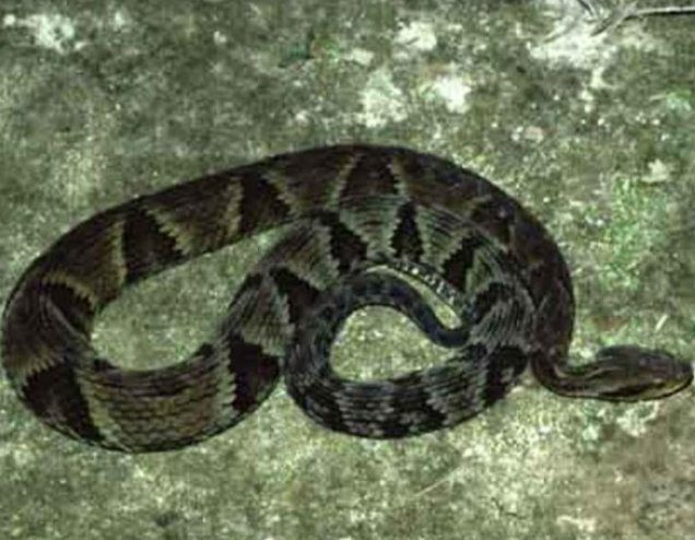 Dourados: Serpentes venenosas são encontradas em quintal de residência