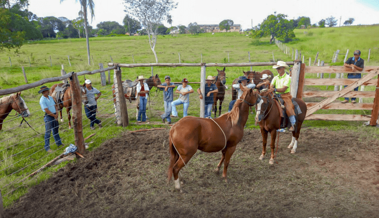 São Gabriel do Oeste: Prefeitura realiza Curso de Doma Racional de Equinos
