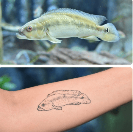 Por amor, bióloga eterniza um dos peixes mais velhos do Bioparque Pantanal com tatuagem