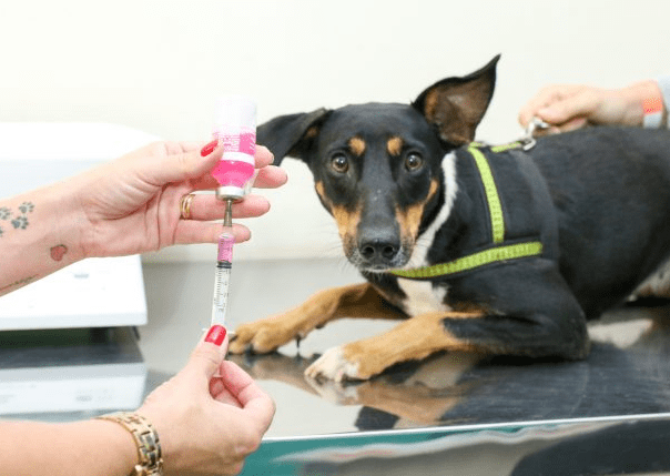 Após morcego testar positivo para a raiva, tutores de pet devem priorizar vacinação dos seus pets