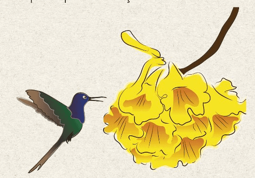 Livro narra a saga de um beija-flor e um ipê na luta contra o fogo no Pantanal