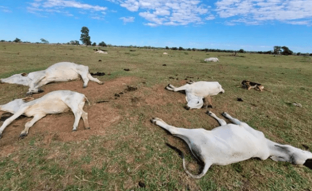 Onda de frio intenso mata mais de mil cabeças de gado em MS