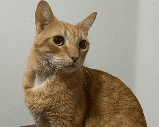 Gato Cauê passa bem após ser submetido à cirurgia para retirada de agulha