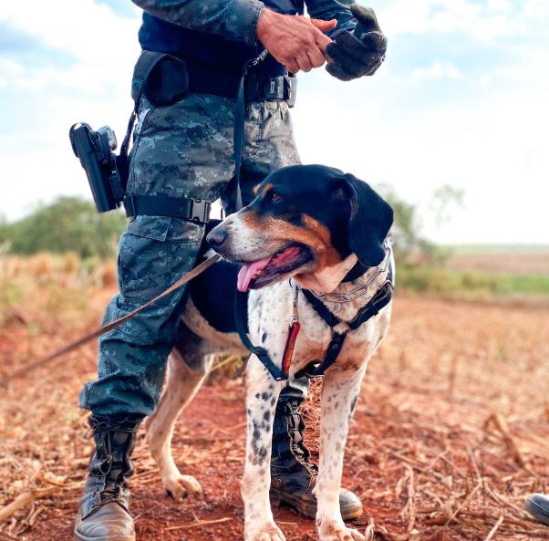 Cão de faro da PMMS realiza buscas por pessoa desaparecida na Aldeia Jaguapiru
