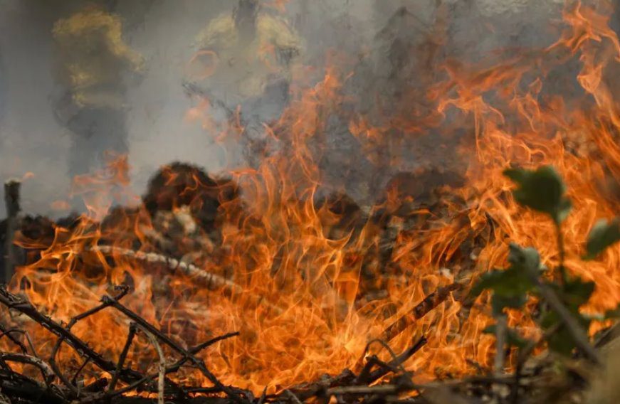 Cenário de incêndio no Pantanal: Fumaça intensa, céu amarelo, animais mortos e outros em fuga