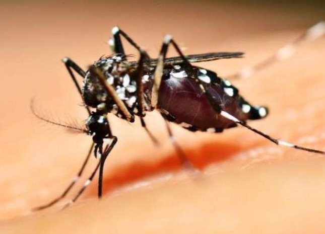 Número de casos de dengue ultrapassa 524 mil com 84 mortes confirmadas