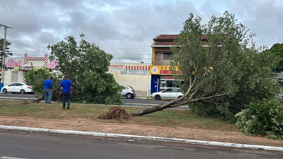 Equipes da Prefeitura removem árvores que caíram após forte chuva em Três Lagoas