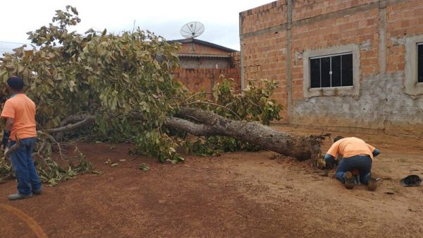Prefeitura de Coxim atua na retirada de árvores e galhos após tempestade