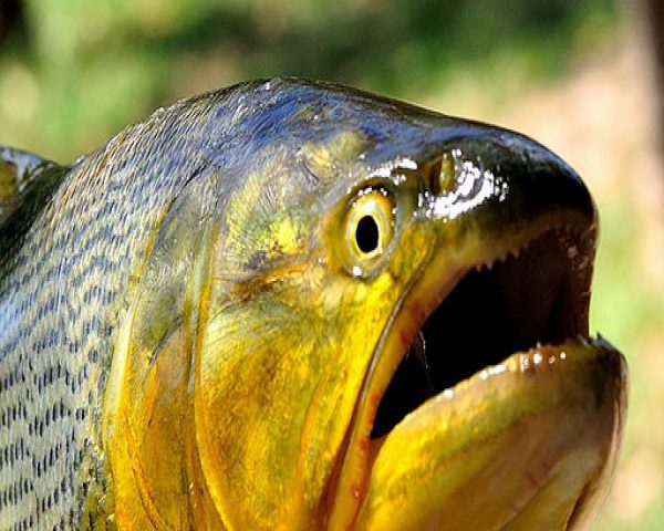 Pesca do Dourado pode continuar proibida por um ano em MS, saiba mais