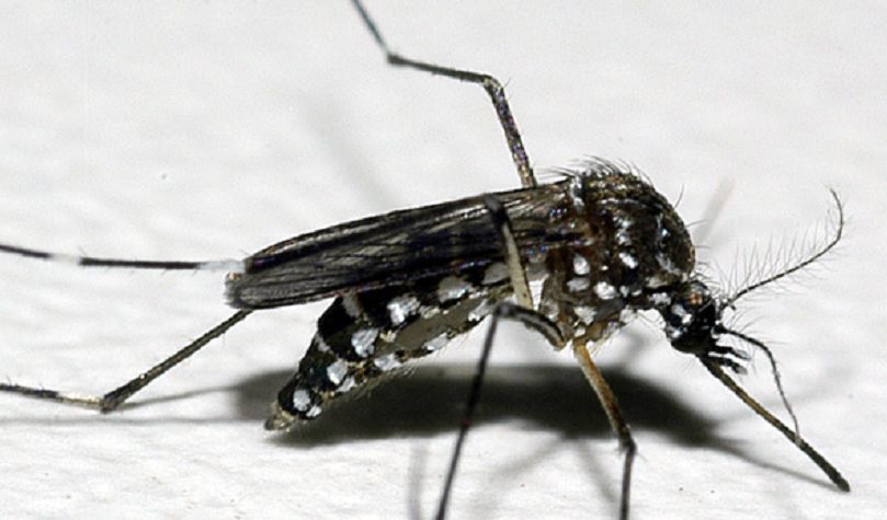 Boletim epidemiológico da dengue aponta mais de 13 mil casos confirmados em Mato Grosso do Sul