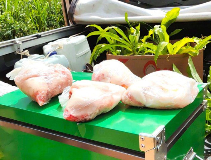 Vejam só esta notícia: PMA de Corumbá autua homem por transporte de carne de jacaré