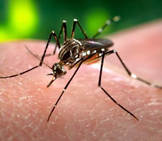 Em Dourados: Criança de 7 anos morre por dengue em MS e a 6ª morte no estado