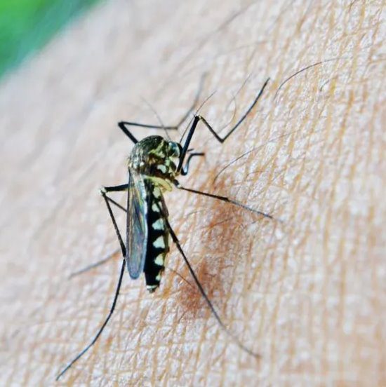 Boletim Epidemiológico: MS registra 5.049 casos confirmados de dengue em 2024