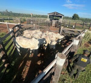 Ação rápida: DOF prende cinco pessoas envolvidas no furto de oito vacas em Nova Andradina