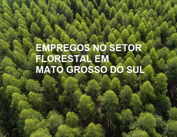 Oportunidade: Arauco está com 150 vagas abertas para operação florestal em MS